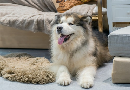アラスカン マラミュートの性格や特徴とは 飼う際の注意点やかかりやすい病気について解説 獣医師監修 わんクォール アラスカン マラミュートの性格や特徴とは 飼う際の注意点やかかりやすい病気について解説 獣医師監修 わんクォール