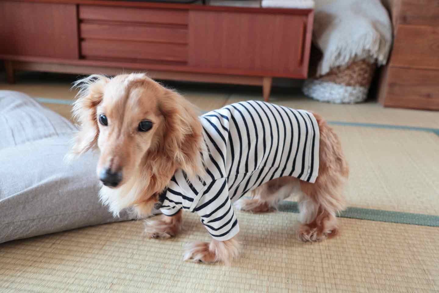 犬 服 ショップ 大きく する