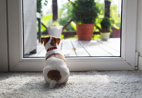 犬がピーピー鳴くのはなぜ その理由と対処法を解説 獣医師監修 わんクォール 犬がピーピー鳴くのはなぜ その理由と対処法を解説 獣医師監修 わんクォール