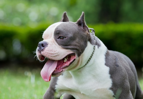 アメリカンブリーの性格の特徴とは 飼う際の注意点やかかりやすい病気について解説 獣医師監修 わんクォール アメリカンブリーの性格の特徴とは 飼う際の注意点やかかりやすい病気について解説 獣医師監修 わんクォール