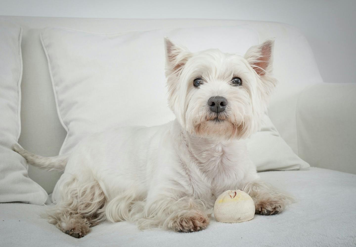 ウエストハイランドテリア首輪＆リード★ブルー★米国直輸入新品ウエスティ ウエスト・ハイランド・ホワイト・テリアは可愛さと頑固さをあわせもつ