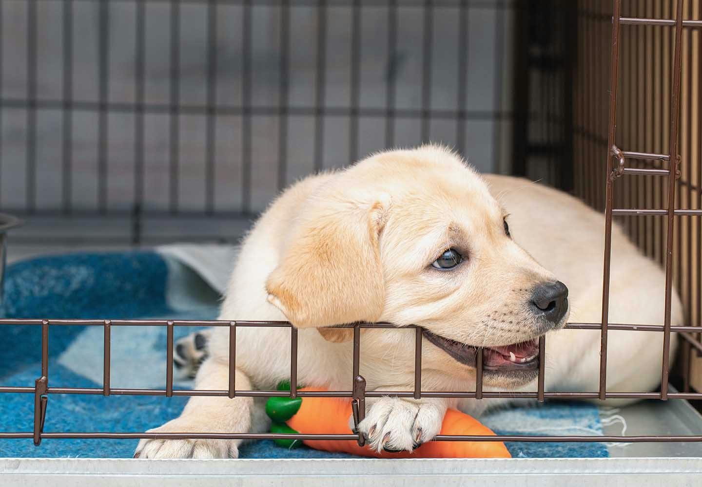 犬がピーピー鳴くのはなぜ？その理由と対処法を解説【獣医師監修】