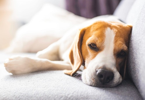 メス犬の陰部の赤い腫れの原因は 病院に行くべき症状と対処法について解説 獣医師監修 わんクォール メス犬の陰部の赤い腫れの原因は 病院に行くべき症状と対処法について解説 獣医師監修 わんクォール