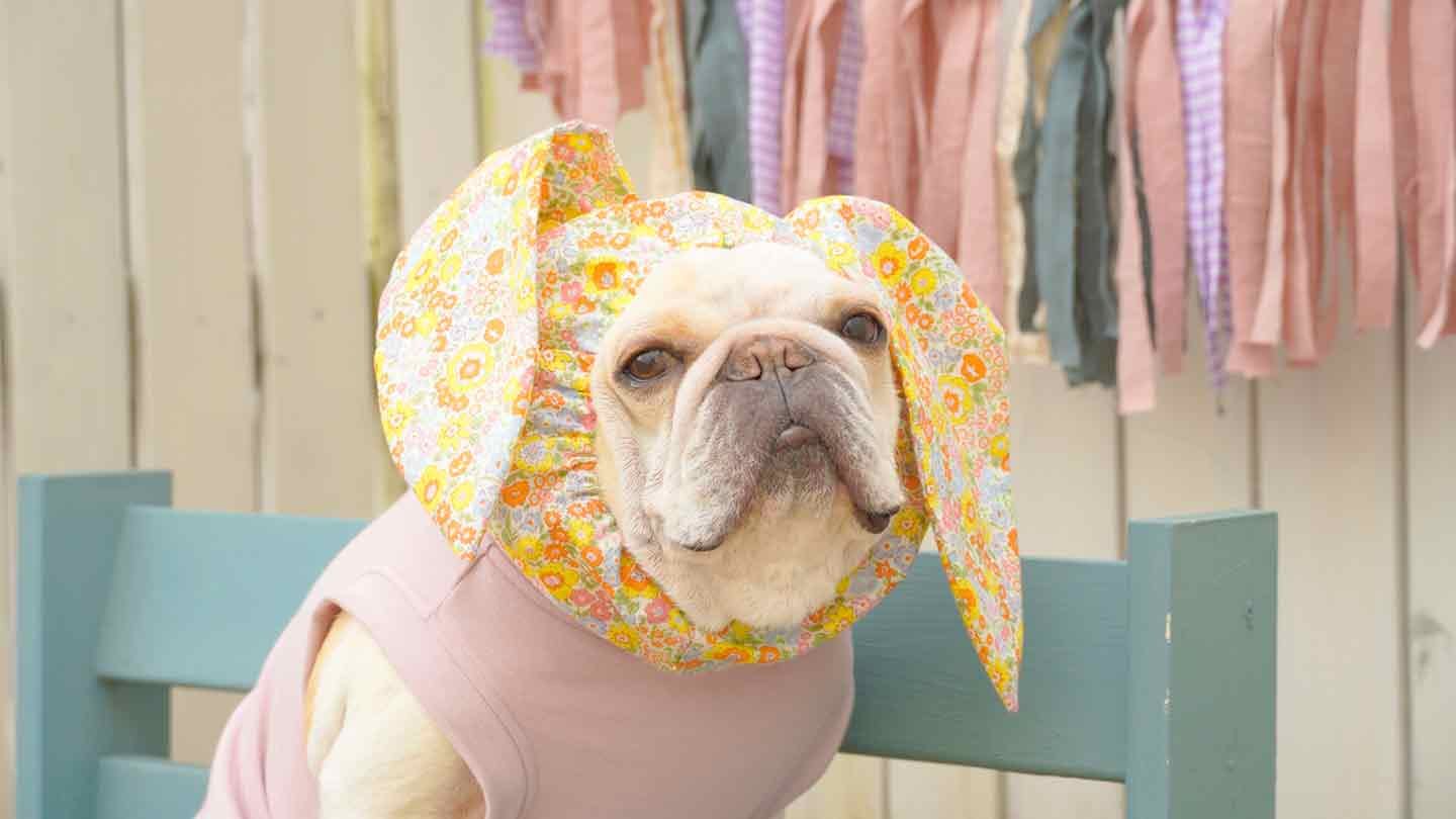 愛犬がうさぎに変身⁈手縫い＆布とゴムだけで耳つきスヌードを作る方法
