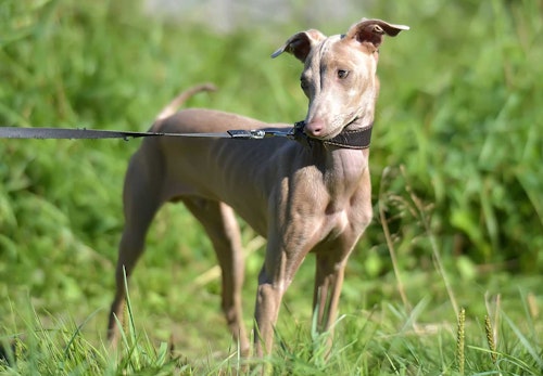 毛のない犬は7種類 ヘアレスドッグの種類と特徴 飼う際の注意点について解説 獣医師監修 わんクォール 毛のない犬は7種類 ヘアレスドッグの種類と特徴 飼う際の注意点について解説 獣医師監修 わんクォール