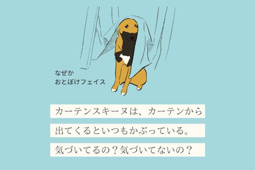 変な犬図鑑no 016 カーテンスキーヌ カーテンの奥に隠れる犬の心理を獣医師が解説 わんクォール 変な犬図鑑no 016 カーテンスキーヌ カーテンの奥に隠れる犬の心理を獣医師が解説 わんクォール
