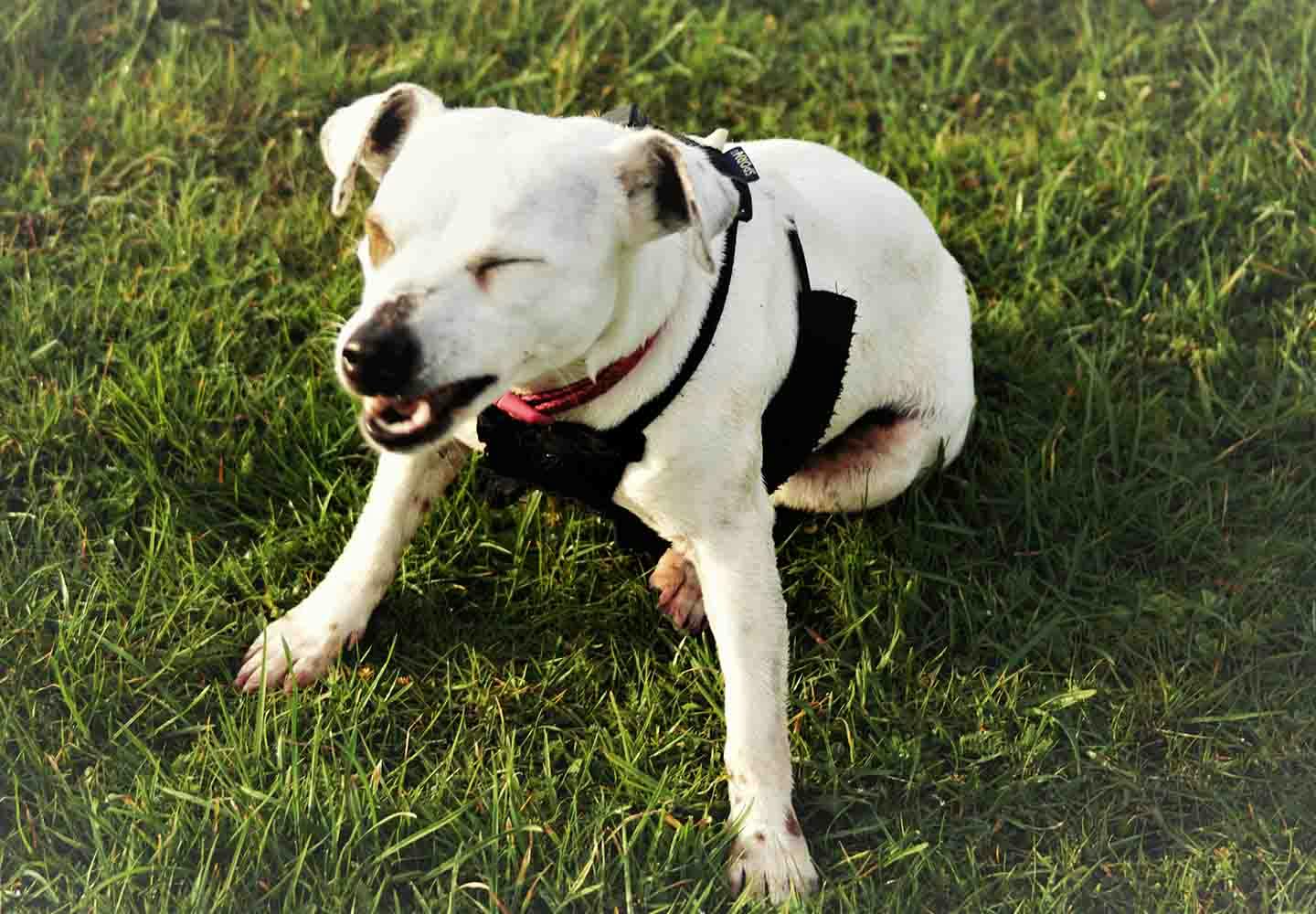 逆さ犬 セール グラス