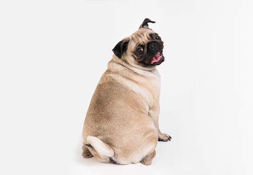 犬の去勢手術の費用はいくらかかる 助成金 補助金についても解説 獣医師監修 わんクォール 犬の去勢手術の費用はいくらかかる 助成金 補助金についても解説 獣医師監修 わんクォール