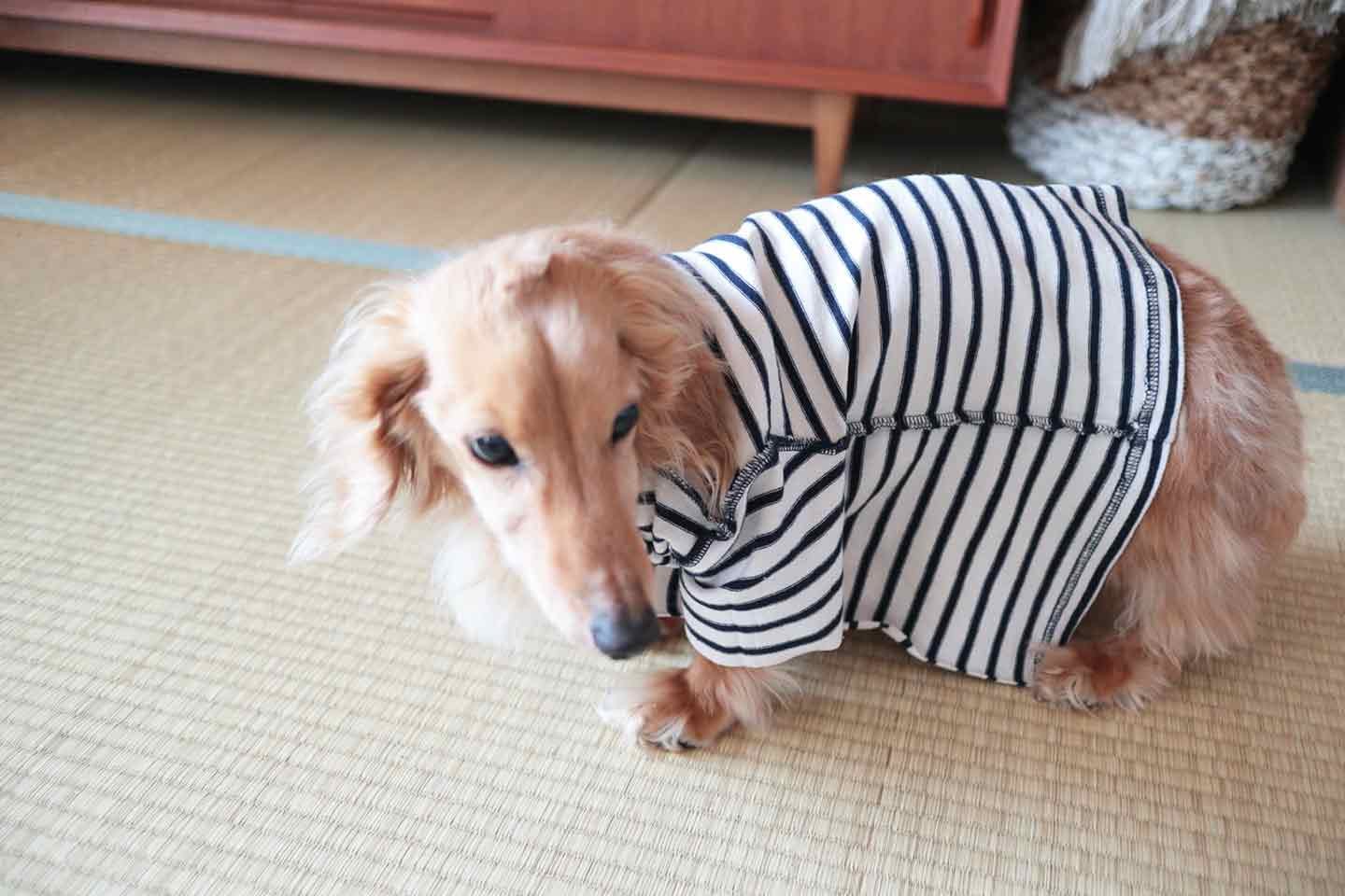 手作り犬服】サイズアウトした子供服を犬用にリメイクする方法！抜け毛