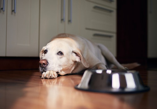 犬は空腹時に白い泡を吐く 原因と危険な症状 病院に行くタイミングについて解説 獣医師監修 わんクォール