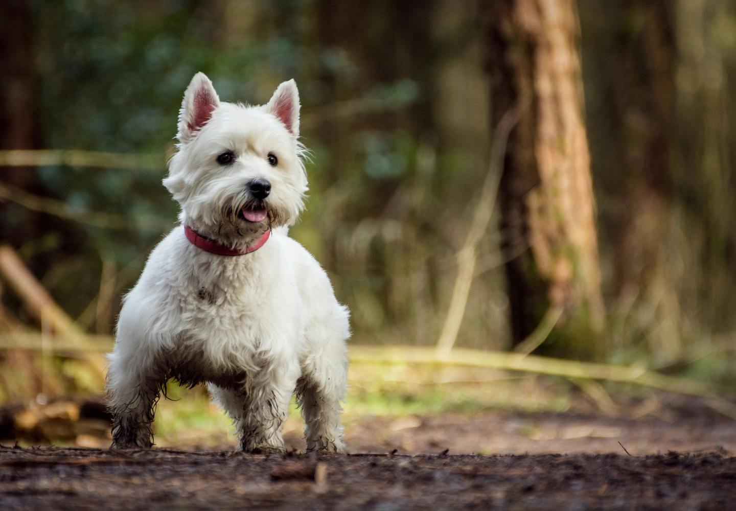 ウエストハイランドテリア首輪＆リード★ブルー★米国直輸入新品ウエスティ ウエスト・ハイランド・ホワイト・テリアは可愛さと頑固さをあわせもつ