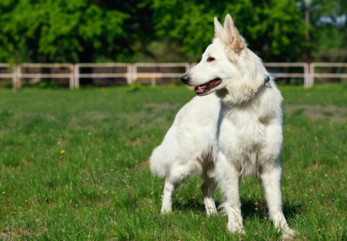 ホワイトシェパードの性格の特徴とは 飼い方やしつけのコツ かかりやすい病気について解説 獣医師監修 わんクォール ホワイトシェパードの性格の特徴とは 飼い方やしつけのコツ かかりやすい病気について解説 獣医師監修 わんクォール