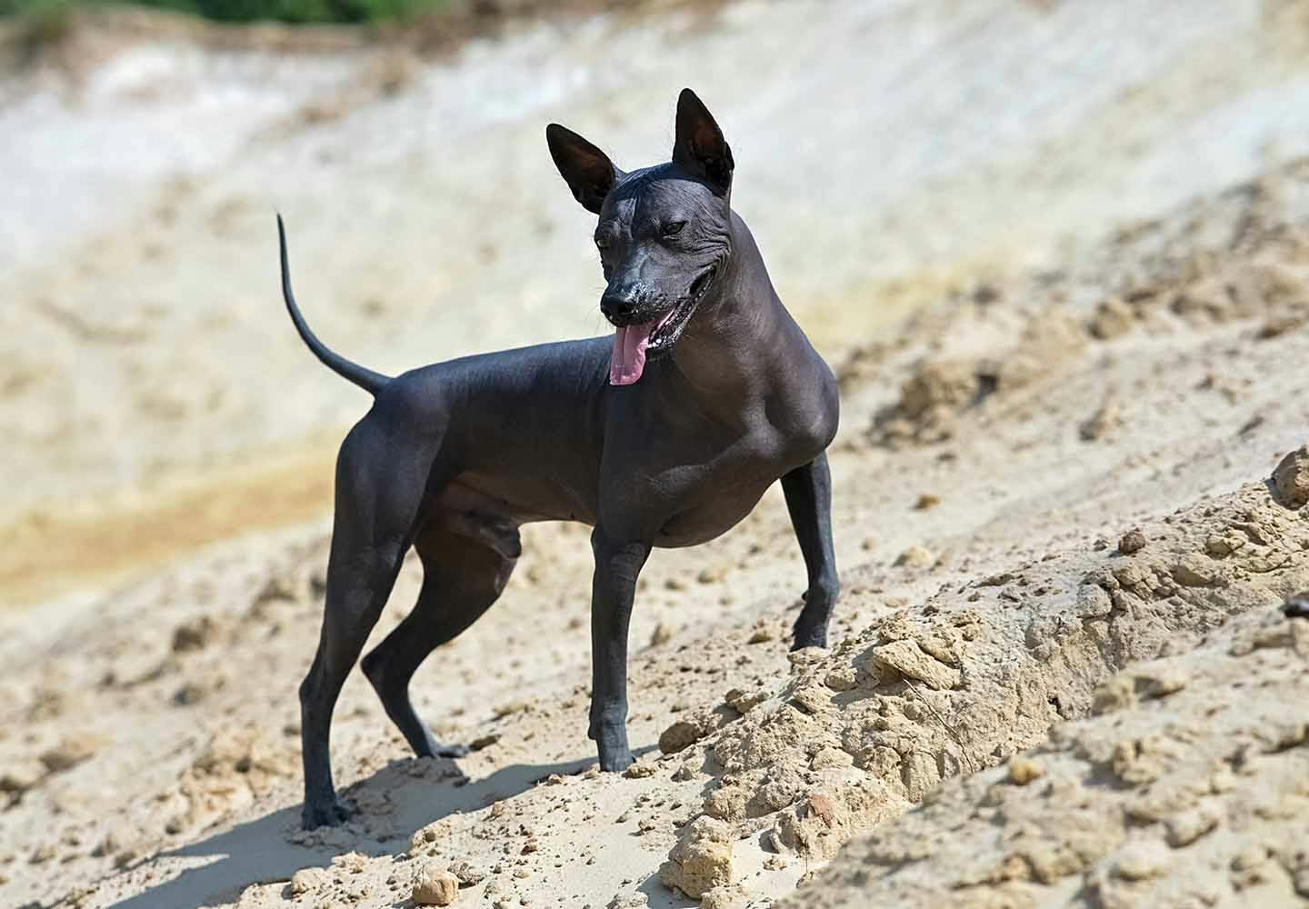 毛のない犬は７種類！ヘアレスドッグの種類と特徴、飼う際の注意点