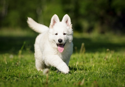 ホワイトシェパードの性格の特徴とは 飼い方やしつけのコツ かかりやすい病気について解説 獣医師監修 わんクォール ホワイトシェパードの性格の特徴とは 飼い方やしつけのコツ かかりやすい病気について解説 獣医師監修 わんクォール