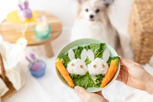 【愛犬のイースターおやつ】うさぎモチーフの簡単サラダプレート！楽しく食べやすく野菜をあげよう♪