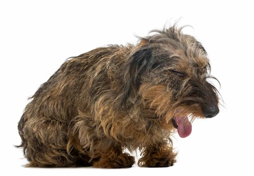 犬は空腹時に白い泡を吐く 原因と危険な症状 病院に行くタイミングについて解説 獣医師監修 わんクォール 犬は空腹時に白い泡を吐く 原因と危険な症状 病院に行くタイミングについて解説 獣医師監修 わんクォール