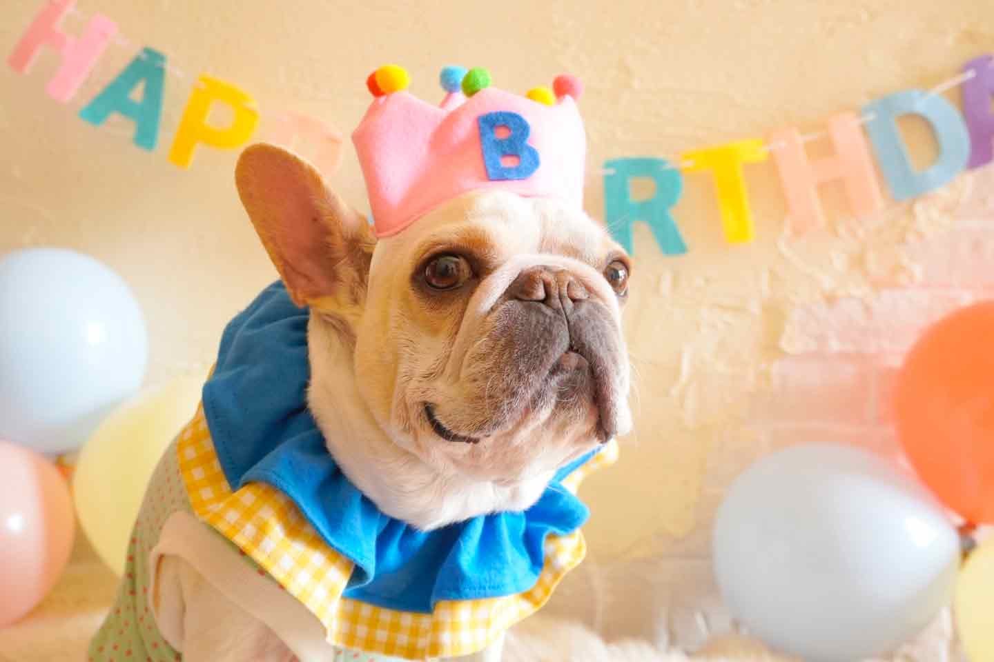 超簡単な愛犬用フェルト王冠の作り方！お誕生日や記念日に使えるアイテム♪