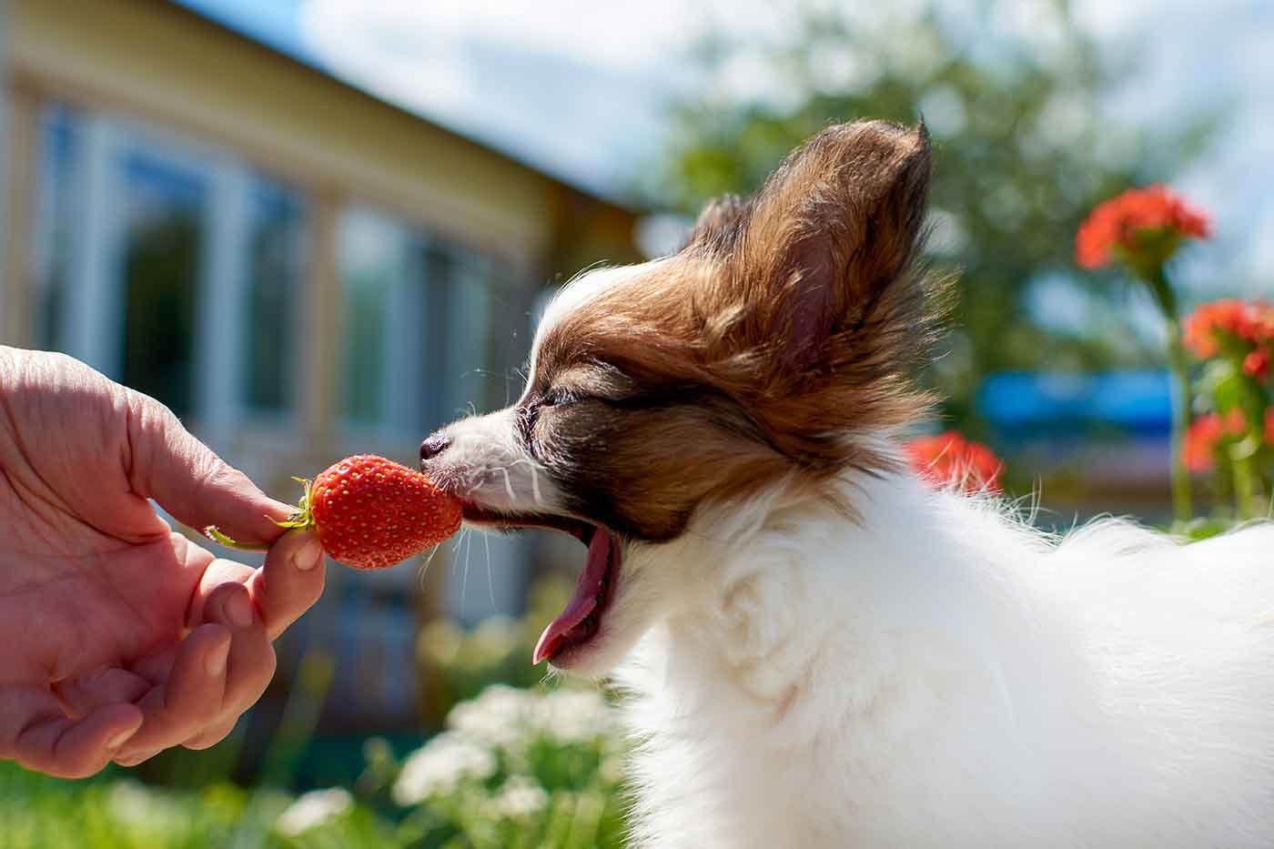 【関東】愛犬とフルーツ狩りを楽しもう！都心からアクセスの「いちご狩り」スポット4選