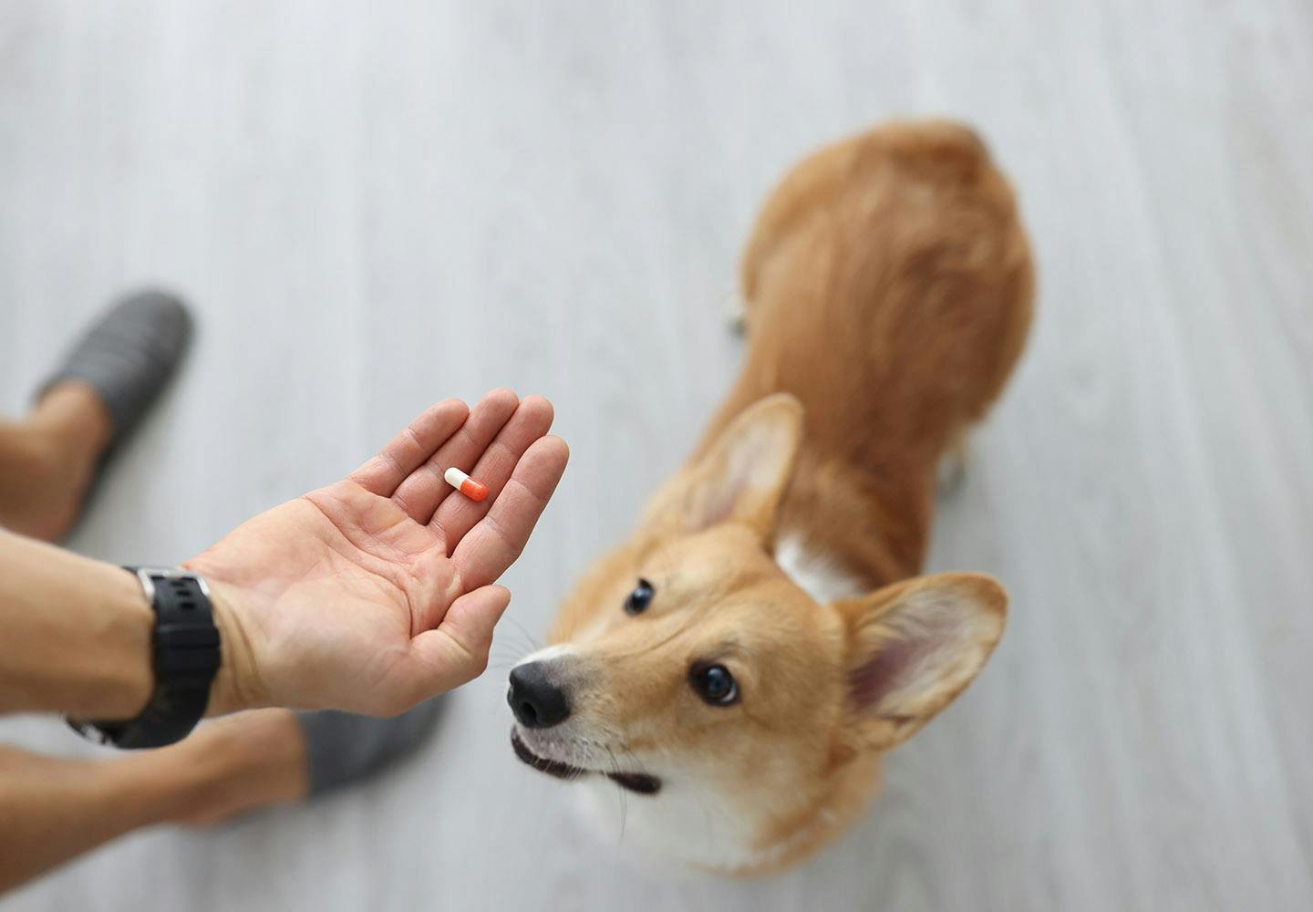 大規模災害の発生時 ペットと一緒に避難 どうする トップ 薬や水を忘れずに 迷子札で身元確認しやすく