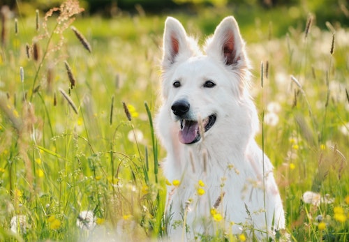 ホワイトシェパードの性格の特徴とは 飼い方やしつけのコツ かかりやすい病気について解説 獣医師監修 わんクォール ホワイトシェパードの性格の特徴とは 飼い方やしつけのコツ かかりやすい病気について解説 獣医師監修 わんクォール