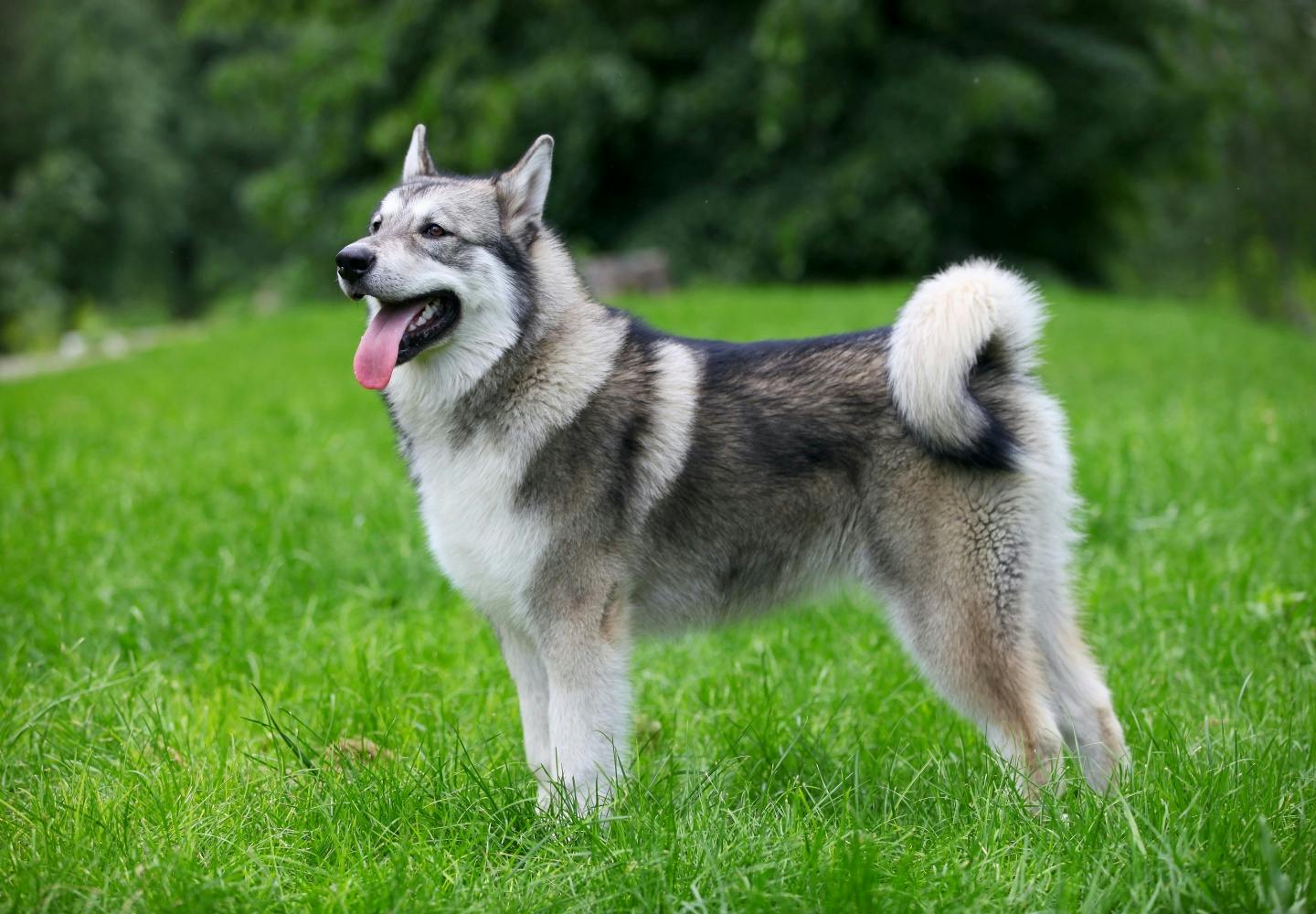 アラスカン・マラミュートの性格や特徴とは？飼う際の注意点やかかりやすい病気について解説【獣医師監修】