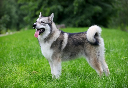 アラスカン マラミュートの性格や特徴とは 飼う際の注意点やかかりやすい病気について解説 獣医師監修 わんクォール アラスカン マラミュートの性格や特徴とは 飼う際の注意点やかかりやすい病気について解説 獣医師監修 わんクォール