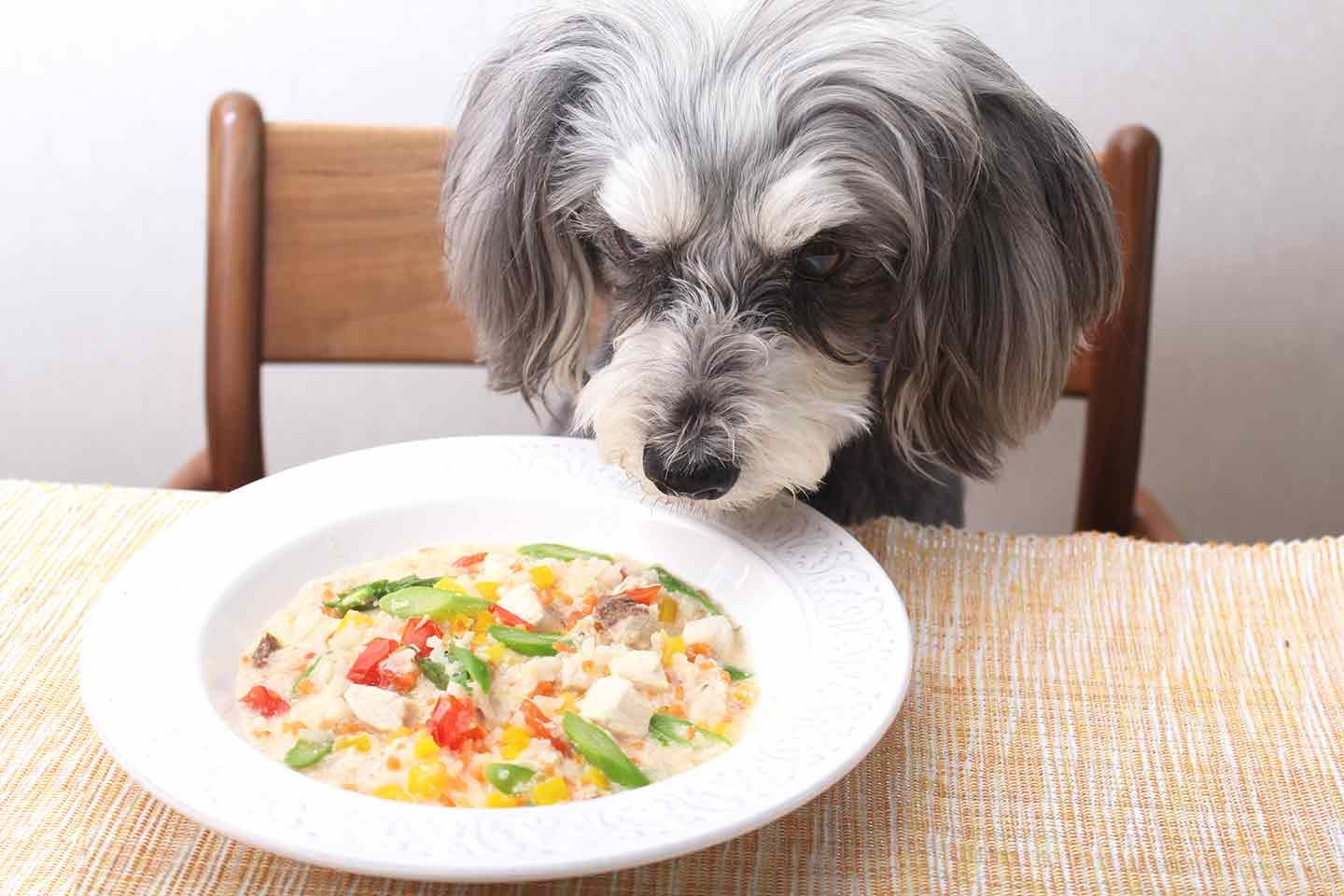 犬の胃に優しいおやつレシピ そら豆は犬にもok そら豆のポタージュ でヘルシーに水分補給 わんクォール