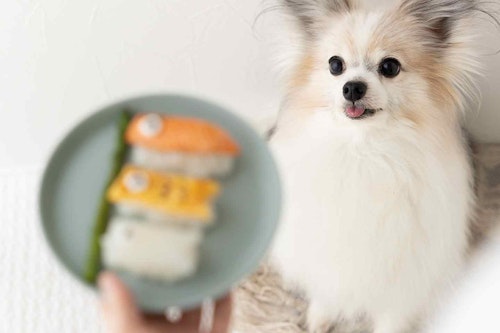 こいのぼりデコ寿司を食べる犬　パピヨン