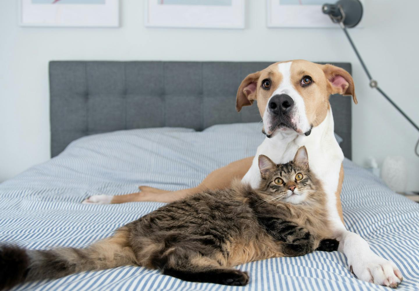 女性は犬と寝ると熟睡できる？_ベッドに座る猫と犬