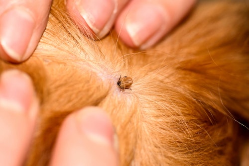 犬のダニ マダニ の取り方は 見つけた時の正しい対処法と注意点について解説 獣医師監修 わんクォール 犬のダニ マダニ の取り方は 見つけた時の正しい対処法と注意点について解説 獣医師監修 わんクォール