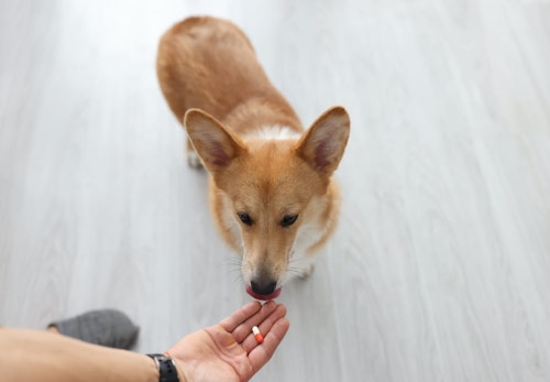 犬が夜に吠える原因は 病気の可能性と病院に行くべき症状について解説 獣医師監修 わんクォール 犬が夜に吠える原因は 病気の可能性と病院に行くべき症状について解説 獣医師監修 わんクォール