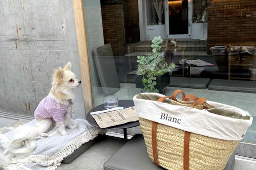 韓国っぽカフェ3選 都内で愛犬と行けるオススメおしゃれ店 原宿 代官山 不動前 わんクォール 韓国っぽカフェ3選 都内で愛犬と行けるオススメおしゃれ店 原宿 代官山 不動前 わんクォール