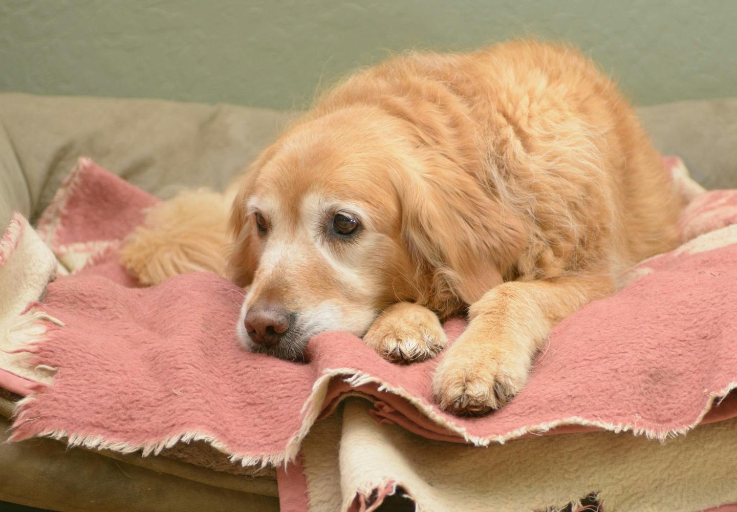 犬にも五月病がある！？予防法や対処法、注意すべき症状を解説【獣医師監修】