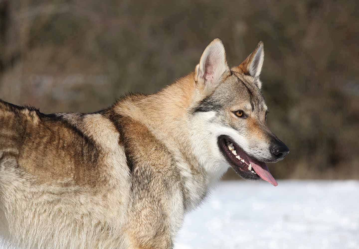 ウルフドッグの性格や特徴は？飼育の際の注意点やかかりやすい病気など