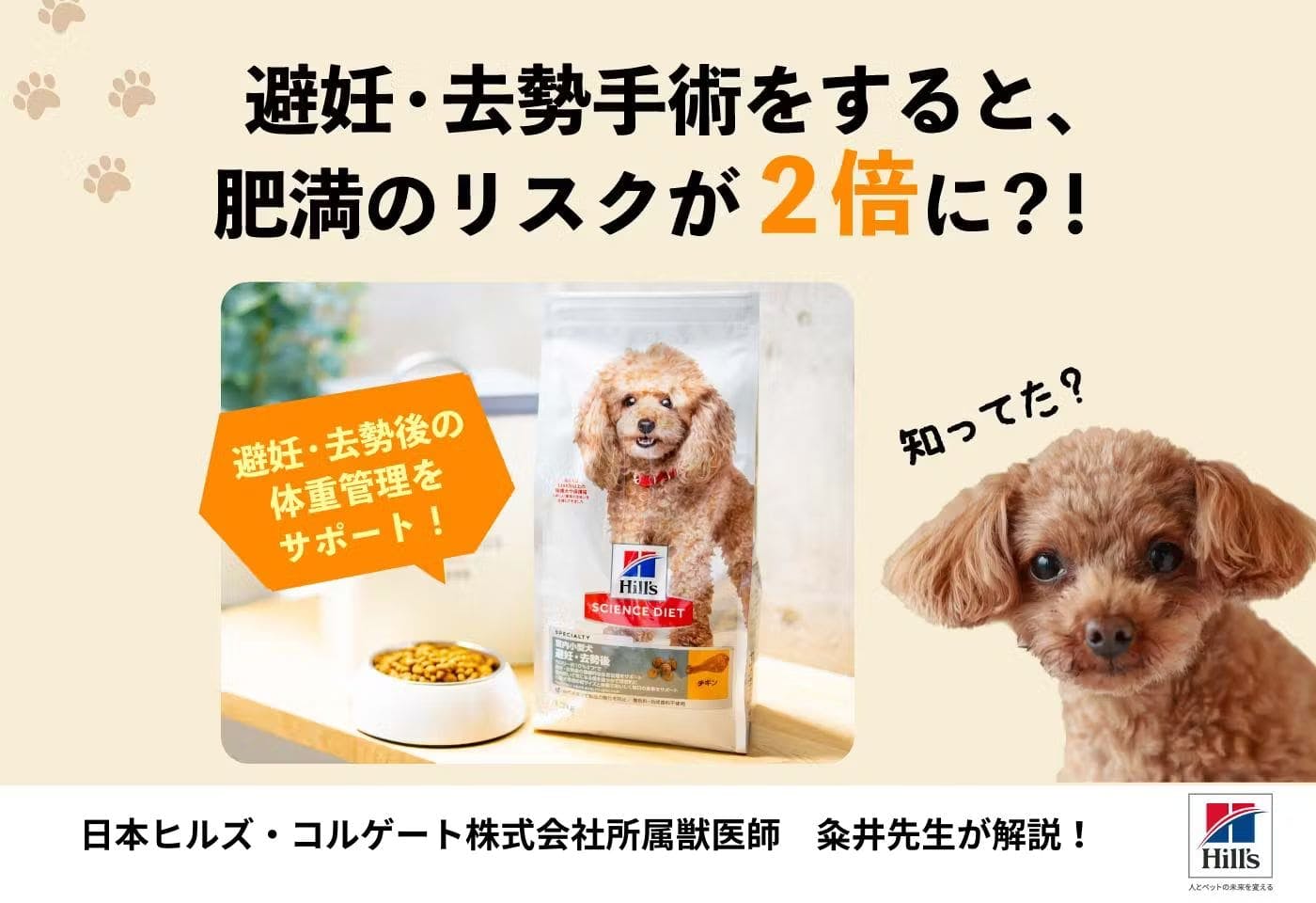 室内飼育と避妊・去勢で犬が肥満に？！飼い主が知っておくべきポイントを解説【獣医師監修】