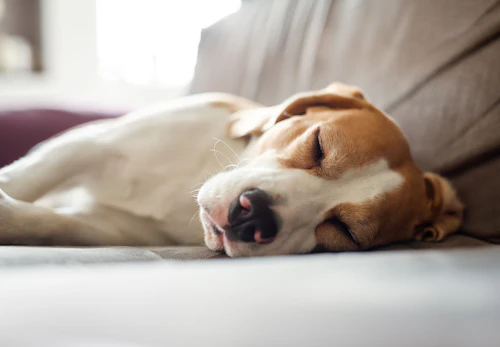 子犬が吐くのは生理現象 考えられる原因と対処法を解説 獣医師監修 わんクォール 子犬が吐くのは生理現象 考えられる原因と対処法を解説 獣医師監修 わんクォール