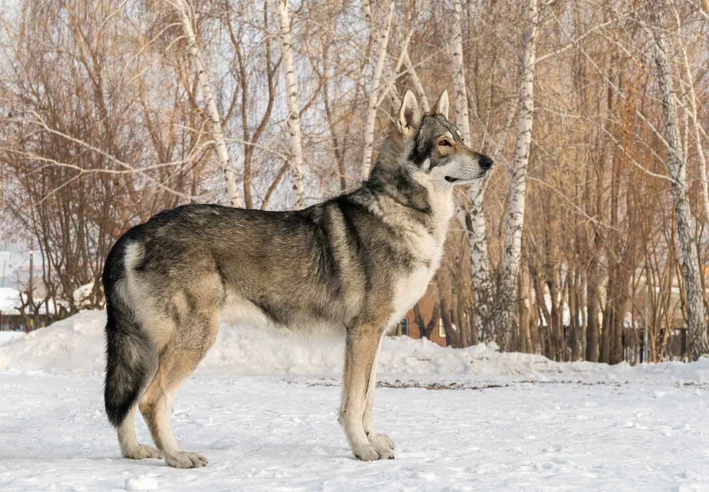 ウルフドッグの性格や特徴は？飼育の際の注意点やかかりやすい病気などを解説【獣医師監修】|ワンクォール