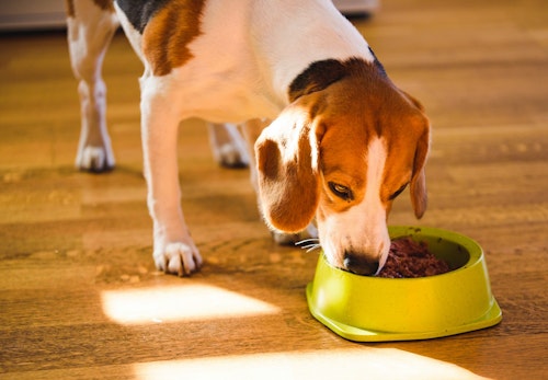 ドッグフードの正しいふやかし方は ふやかすメリット デメリット 注意点についても解説 獣医師監修 わんクォール ドッグフードの正しいふやかし方は ふやかすメリット デメリット 注意点についても解説 獣医師監修 わんクォール