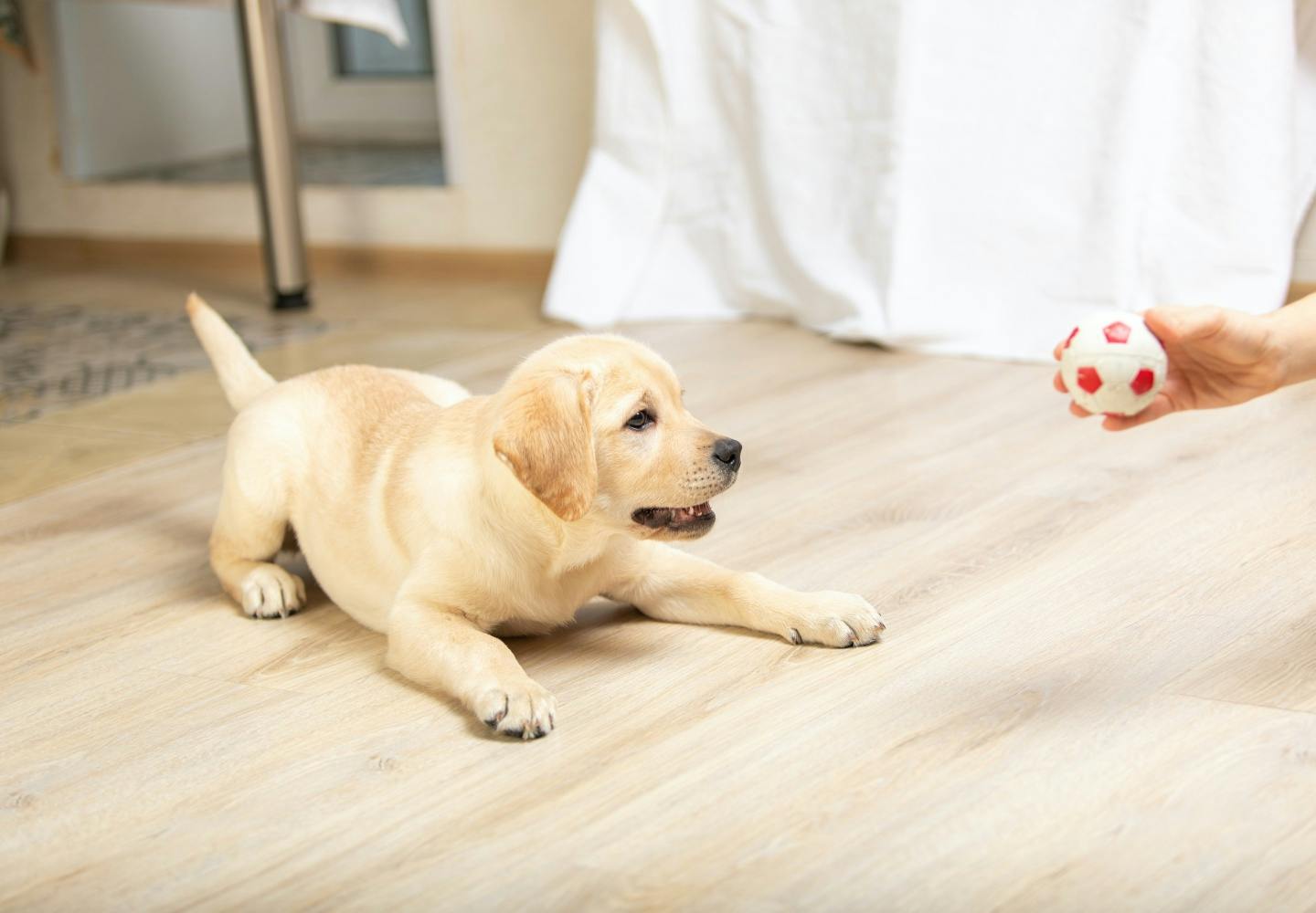 子犬の社会化期とは？必要な理由と期間中にやっておきたいことを解説【獣医師監修】