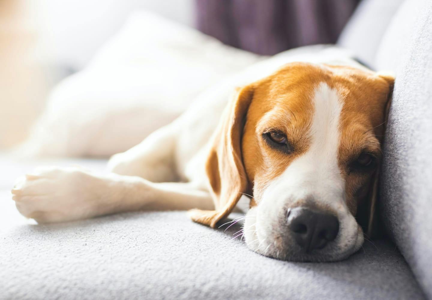 犬が夜に吠える原因は？病気の可能性と病院に行くべき症状について解説【獣医師監修】|ワンクォール