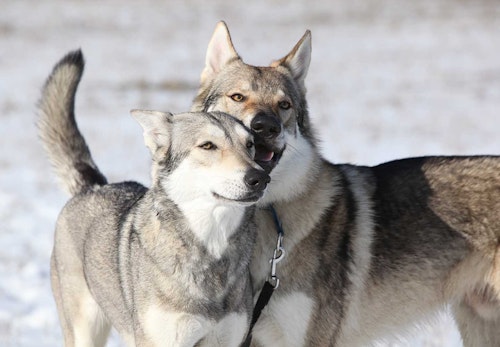 ウルフドッグの性格や特徴は 飼育の際の注意点やかかりやすい病気などを解説 獣医師監修 わんクォール ウルフドッグの性格や特徴は 飼育の際の注意点やかかりやすい病気などを解説 獣医師監修 わんクォール