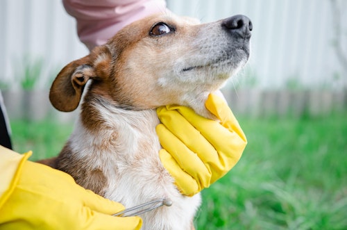 犬のダニ マダニ の取り方は 見つけた時の正しい対処法と注意点について解説 獣医師監修 わんクォール 犬のダニ マダニ の取り方は 見つけた時の正しい対処法と注意点について解説 獣医師監修 わんクォール
