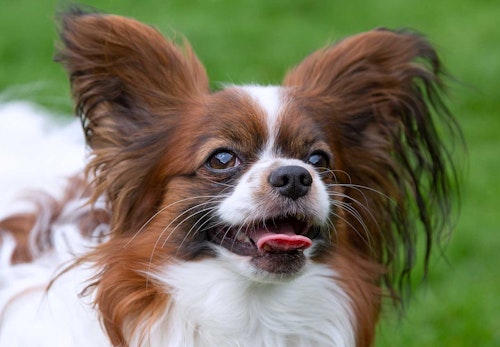 パピヨンの平均寿命は何歳 長生きさせる秘訣や注意したい病気について解説 獣医師監修 わんクォール パピヨンの平均寿命は何歳 長生きさせる秘訣や注意したい病気について解説 獣医師監修 わんクォール