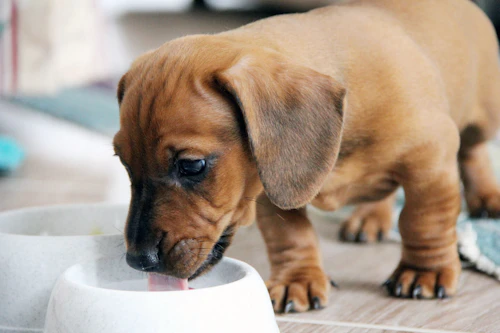 子犬がご飯を食べない 考えられる原因と対処法を解説 獣医師監修 わんクォール 子犬がご飯を食べない 考えられる原因と対処法を解説 獣医師監修 わんクォール
