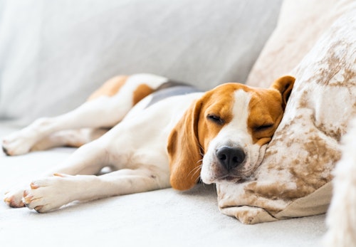 犬にも五月病がある 予防法や対処法 注意すべき症状を解説 獣医師監修 わんクォール 犬にも五月病がある 予防法や対処法 注意すべき症状を解説 獣医師監修 わんクォール