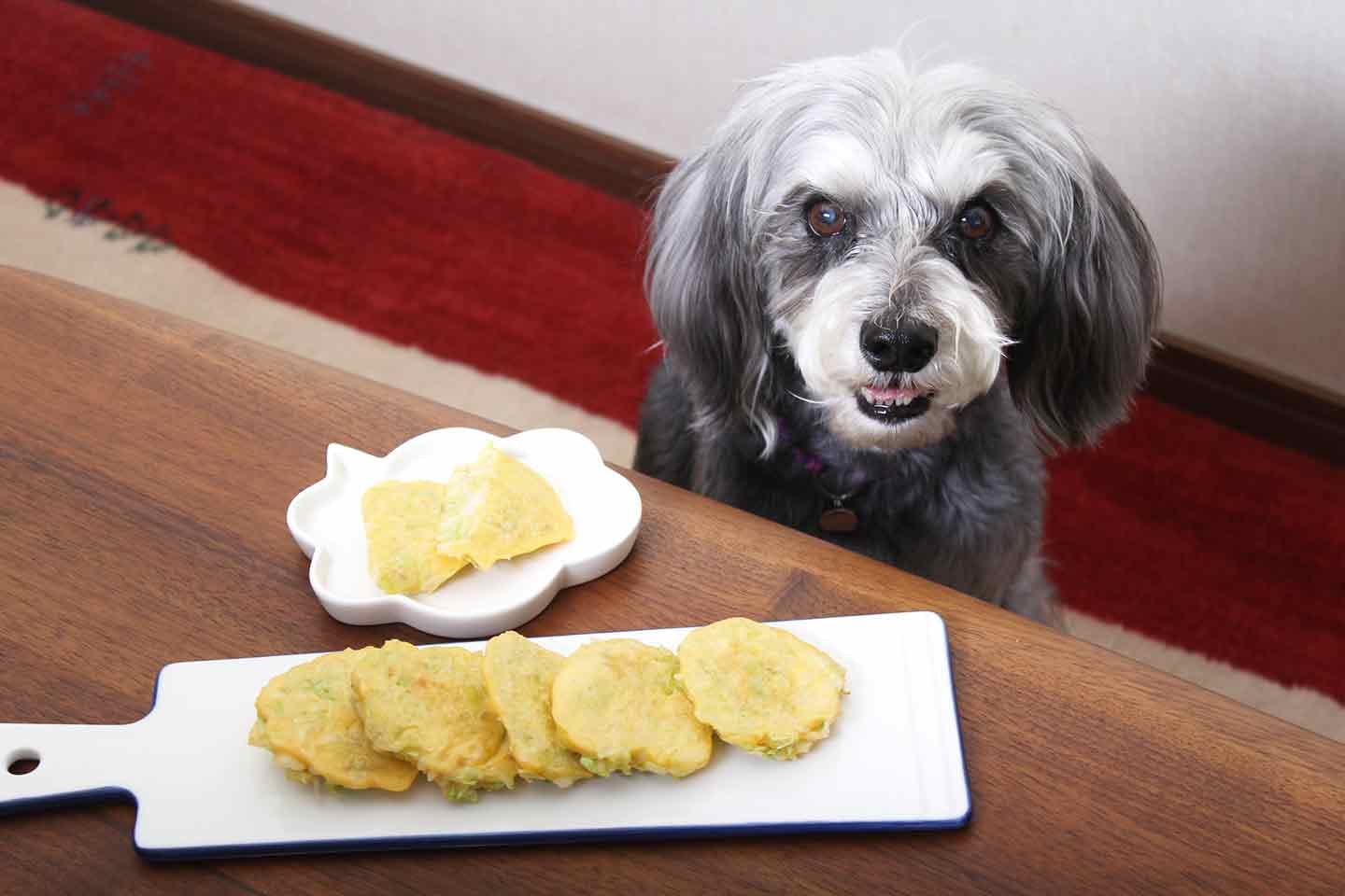 愛犬の胃腸の不調には「お好み焼き風おやつ」がオススメ！混ぜて焼くだけの簡単レシピ