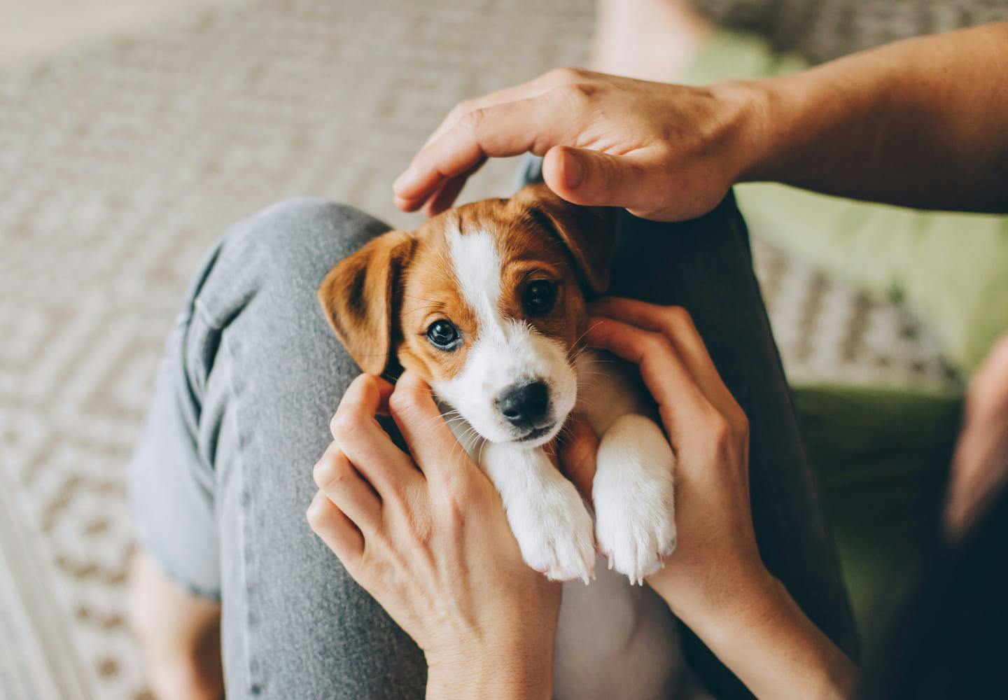 子犬のしつけはいつから？教える順番とタイミングを解説【獣医師監修】