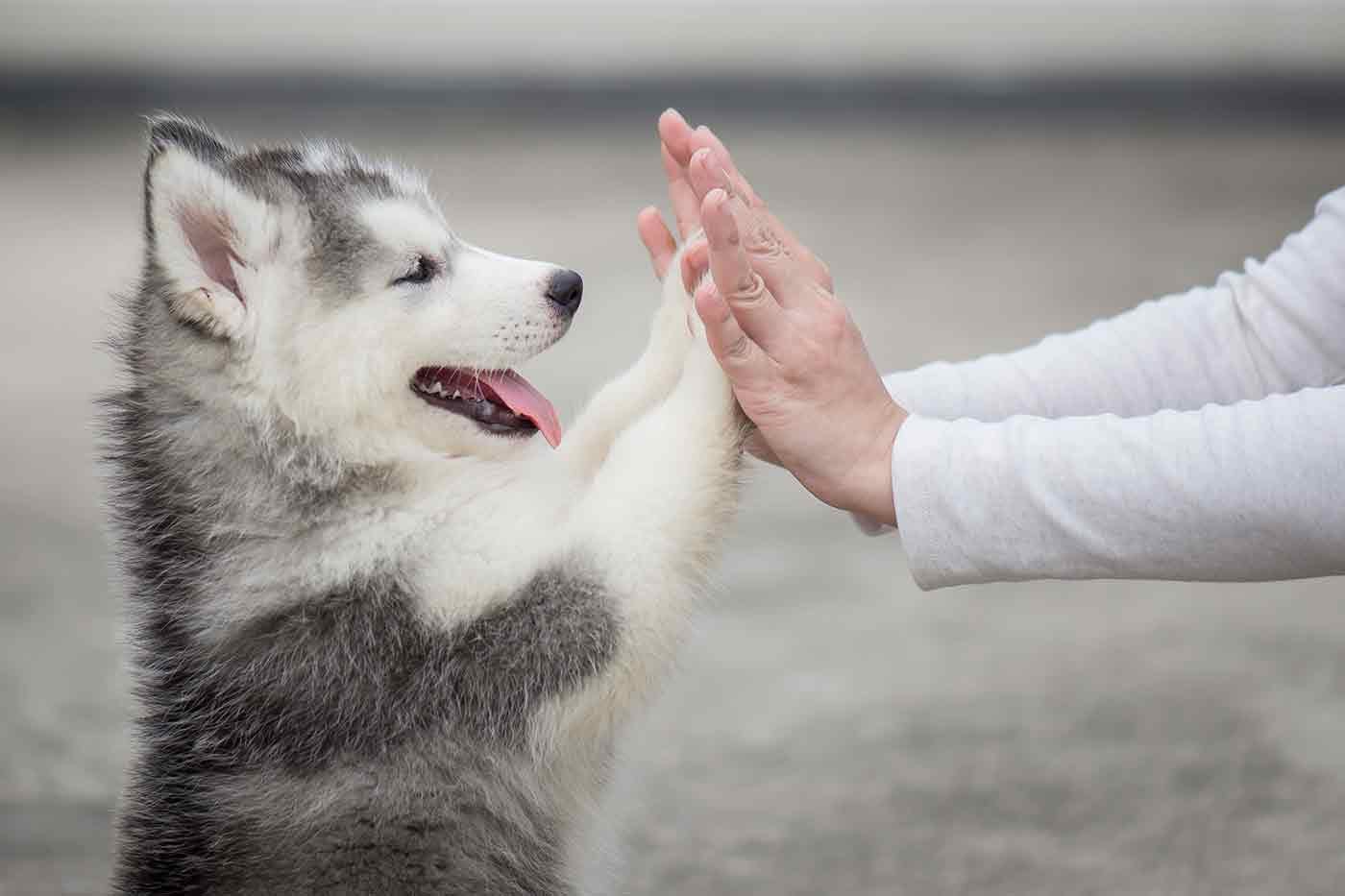 パピークラスってどんなところ？子犬を参加させるメリットと選び方を解説【獣医師監修】|ワンクォール