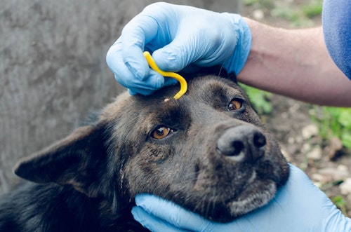 犬のダニ マダニ の取り方は 見つけた時の正しい対処法と注意点について解説 獣医師監修 わんクォール