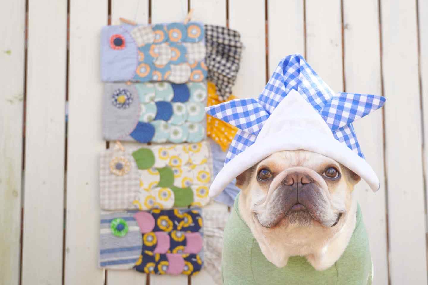 【こどもの日】2回縫うだけ！超簡単な愛犬用の兜（かぶと ）帽子の作り方！